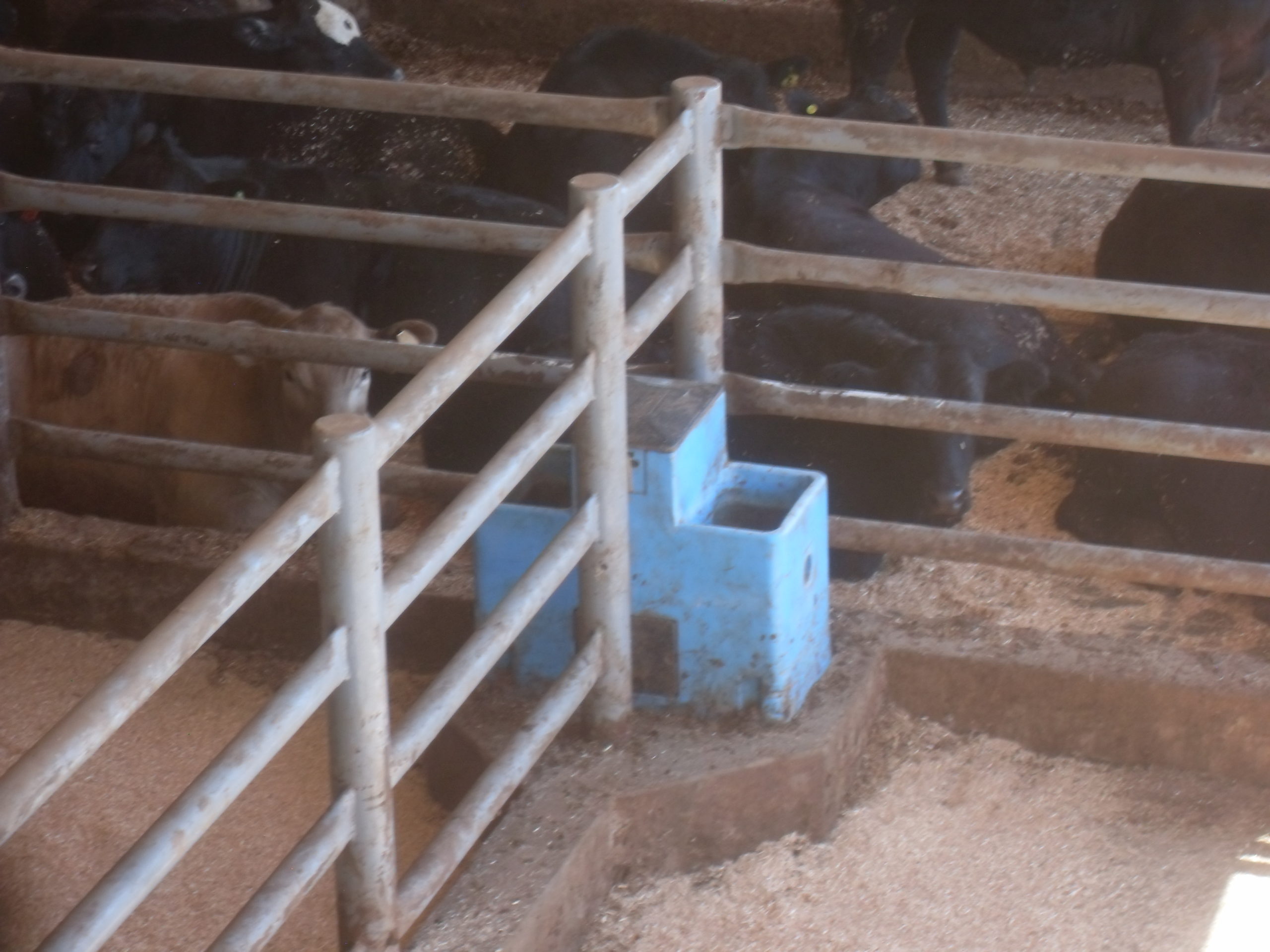 No-energy waterer in beef cattle pens