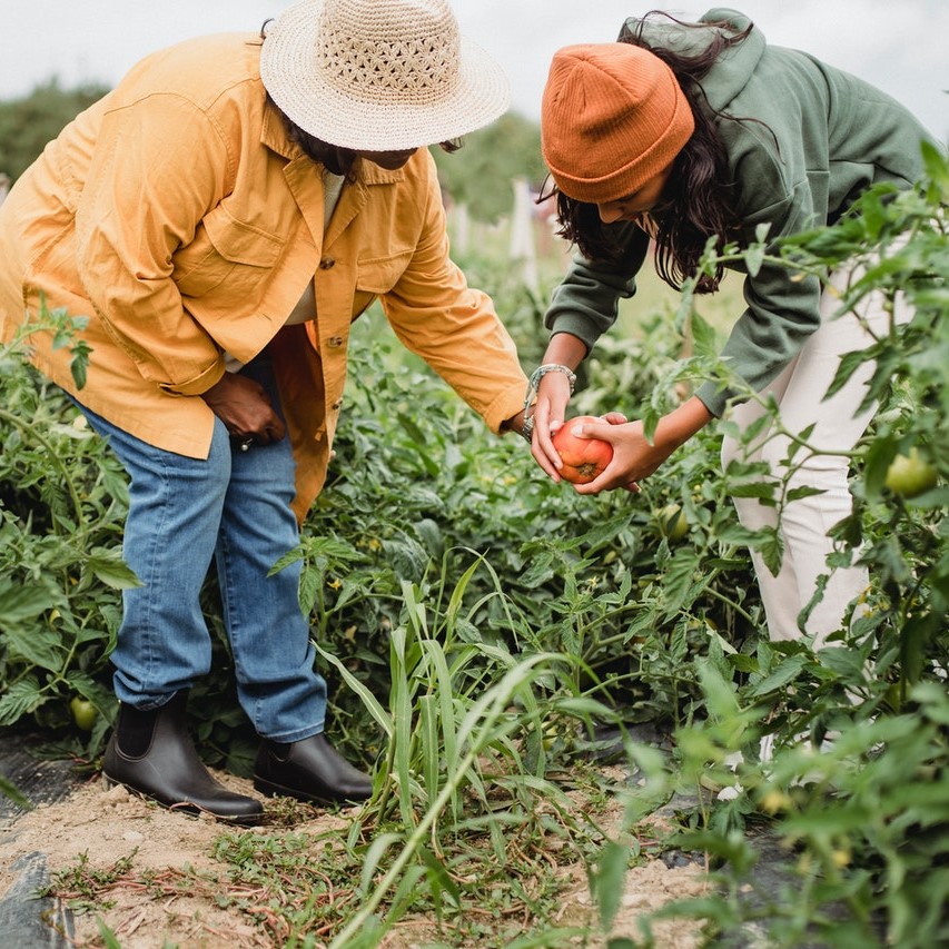 Anonymous female farmers harvesting vegetables from field, stock photo by Zen Chung from Pexels.