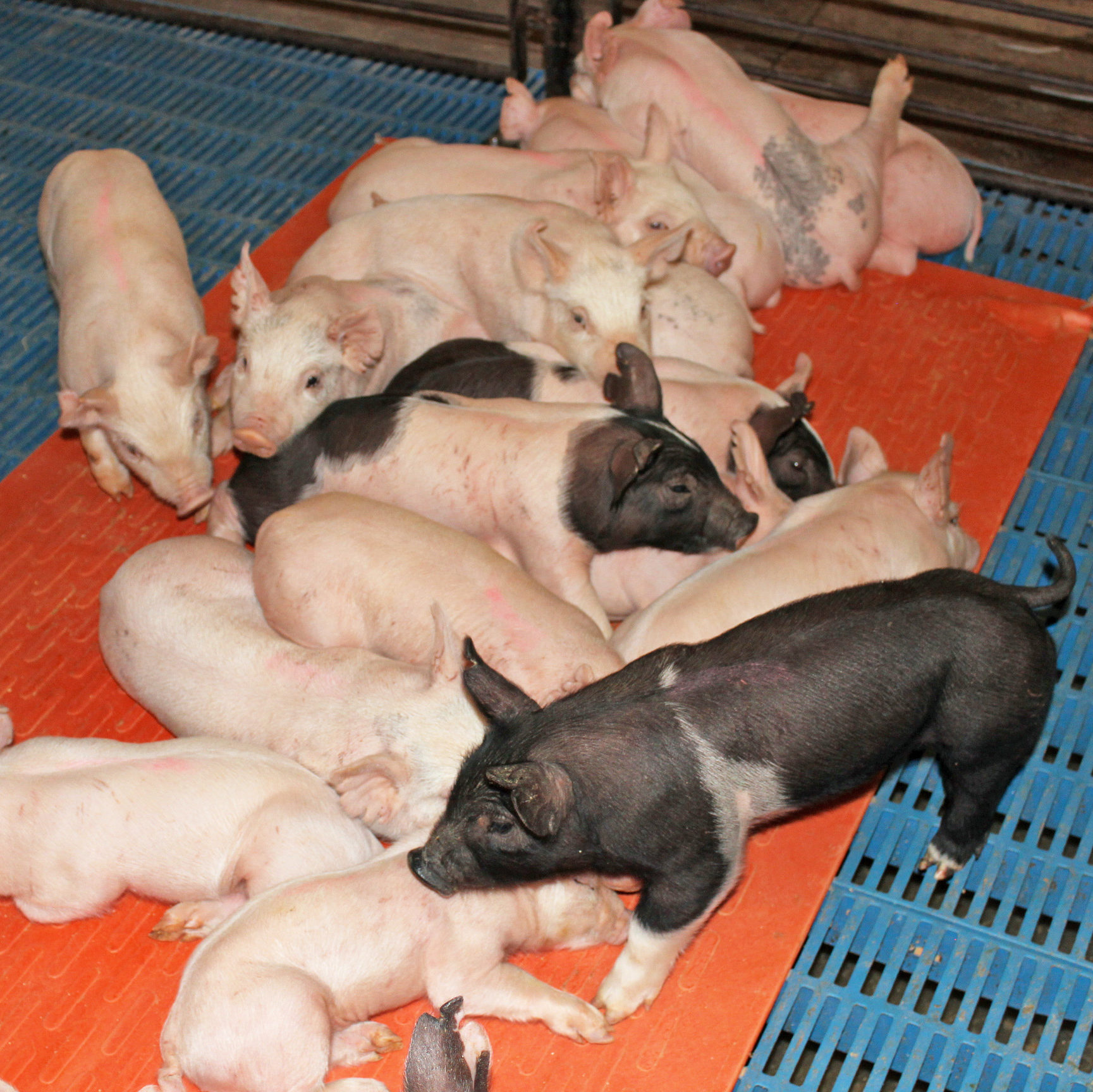 Piglets on a heat mat, image provided by Osborne Stanfield