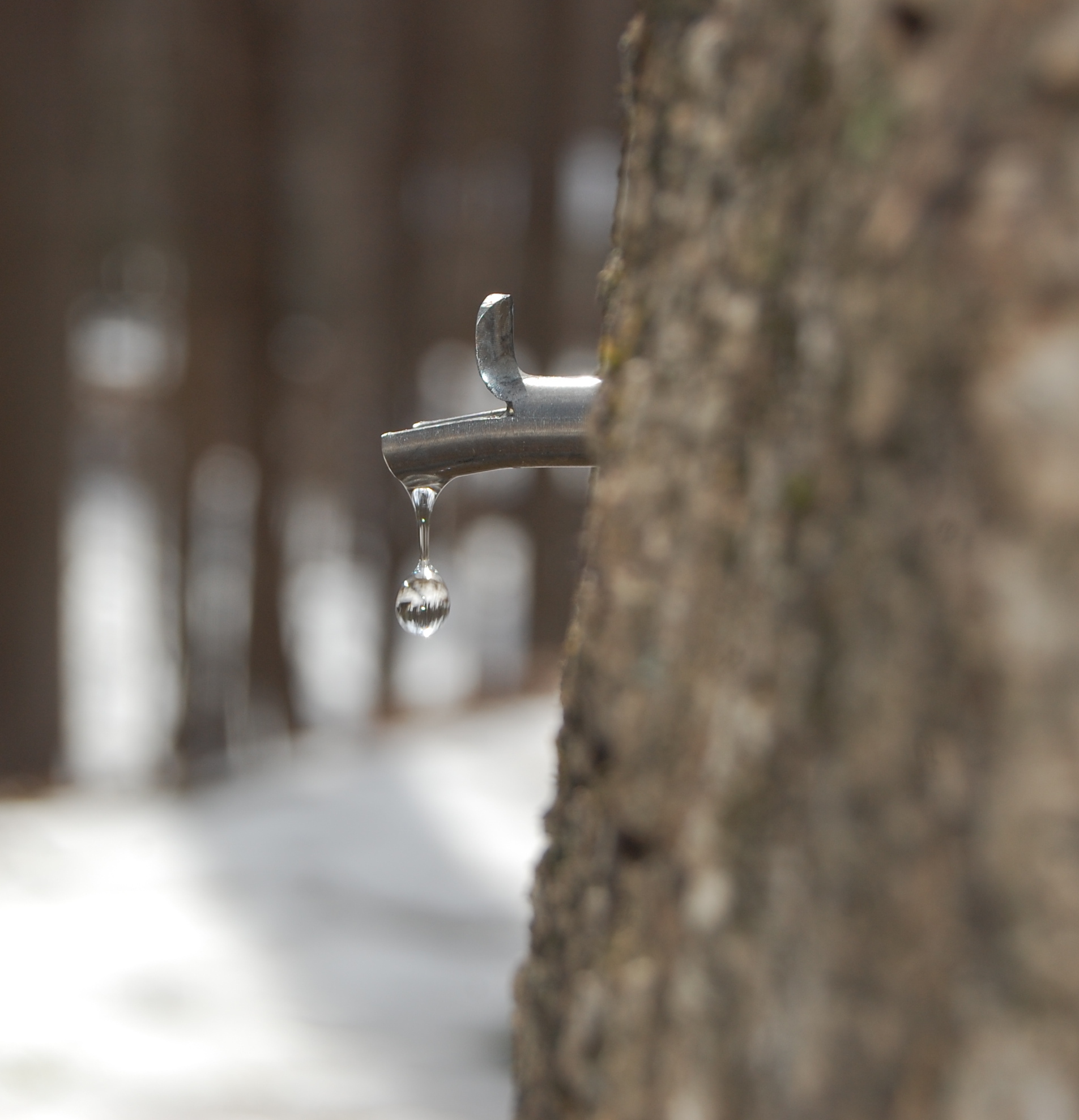 Sap dripping from spout in maple tree