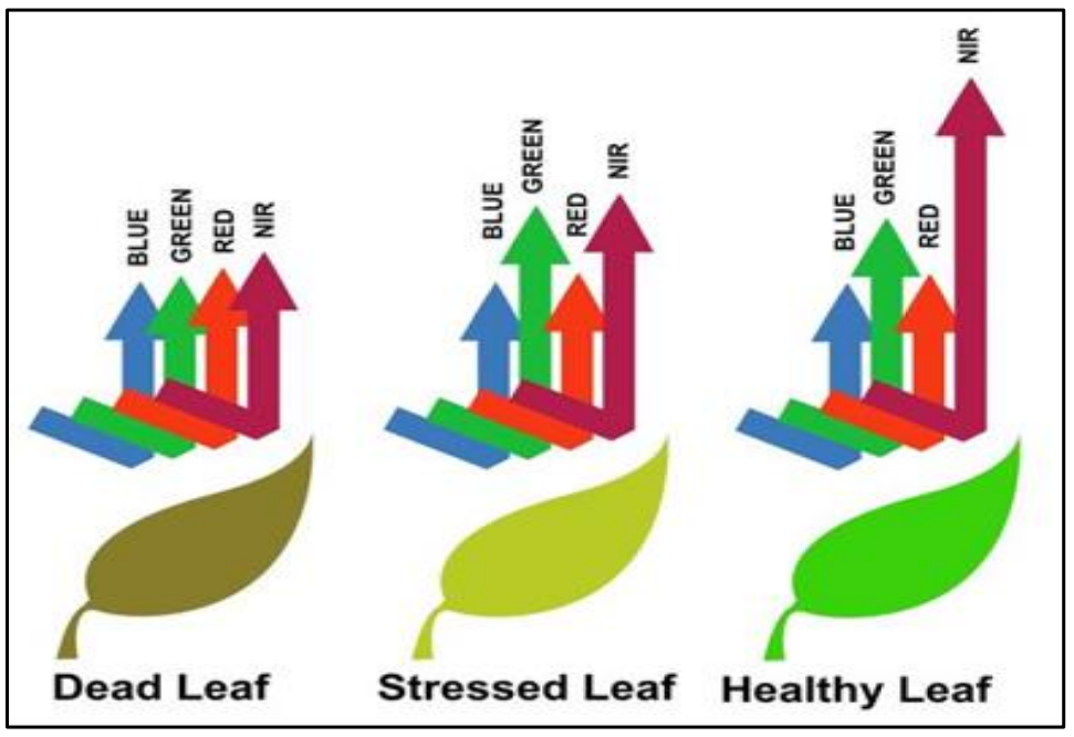 Graphic of a dead leaf, stressed leaf, and healthy leaf, showing how the leaves differ in reflecting blue, green, red, and near-infrared (NR) light.